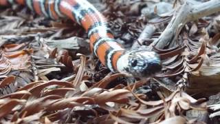 California mountain king snake -