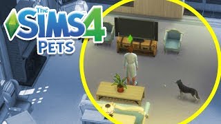DECORATING OUR HOUSE! | Sims 100 Cats & Dogs Challenge #4