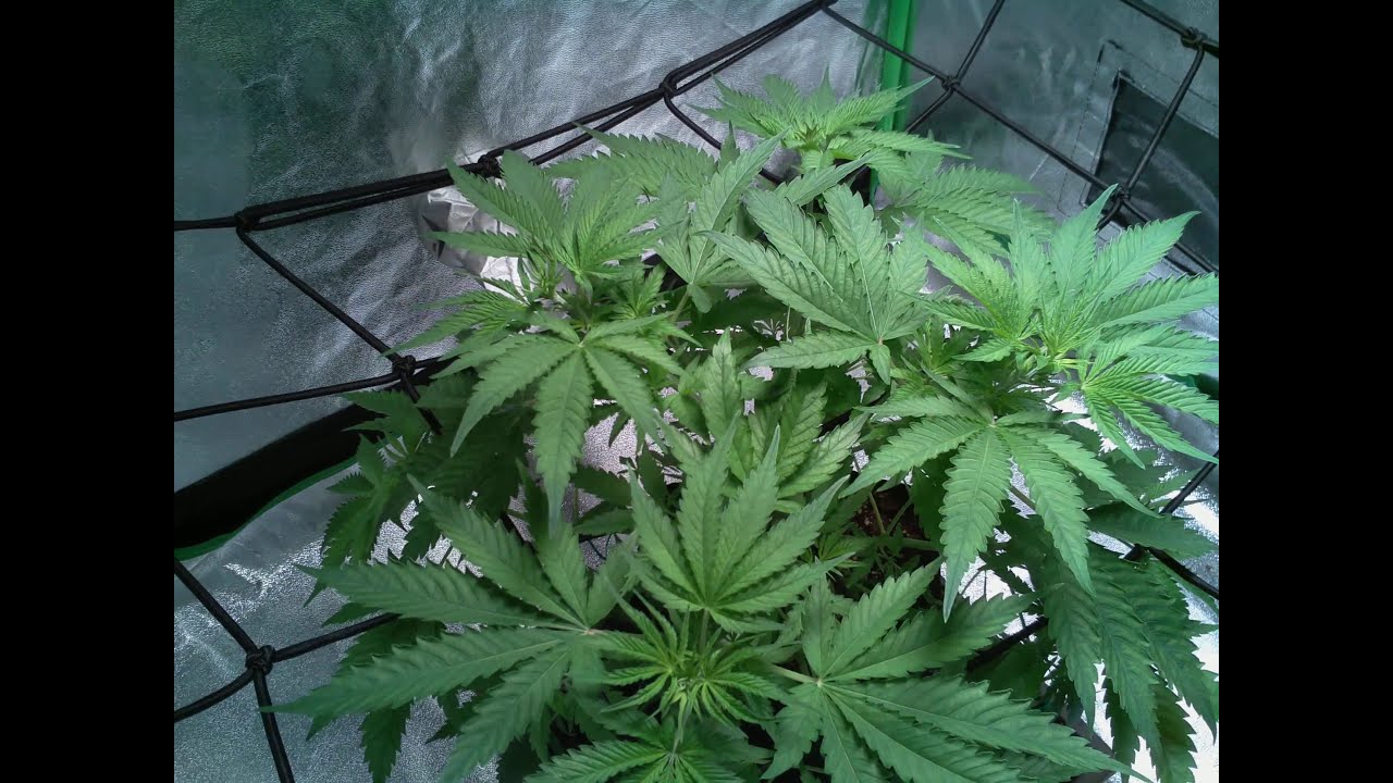 First Weed Grow - 4 month Timelapse