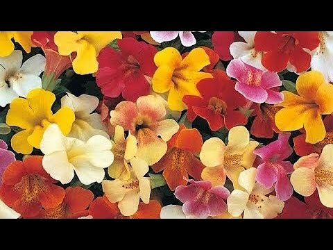 Video: Ruj. Mimulus. Floarea Maimuței. Îngrijire, Cultivare, Reproducere. Plante De Grădină. Înflorire Decorativă. Flori. O Fotografie