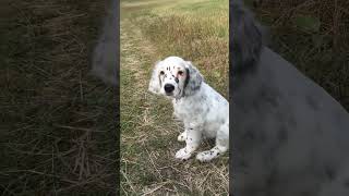 Life with an English Setter ~ part 1