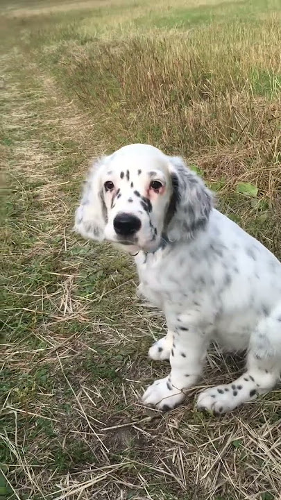 Life with an English Setter ~ part 1