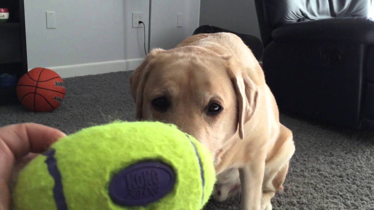 Best Dog Toys for Strong Chewers - This works for Logan! - YouTube | Dog Toys For Extreme Chewers
Best Dog Toys for Strong Chewers - This works for Logan! - YouTube | Dog Toys For Extreme Chewers