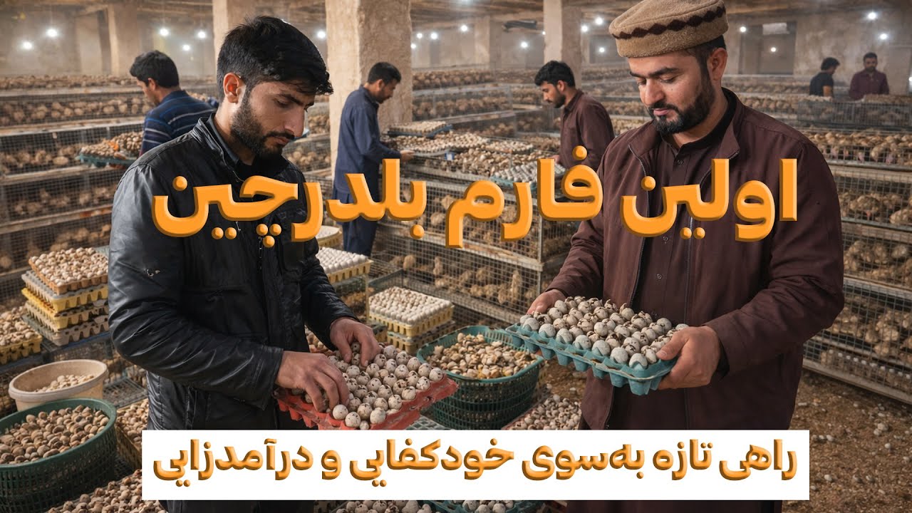 گام‌های نخست در فارم بلدرچین؛ تجربه‌ای که به درآمد انجامید