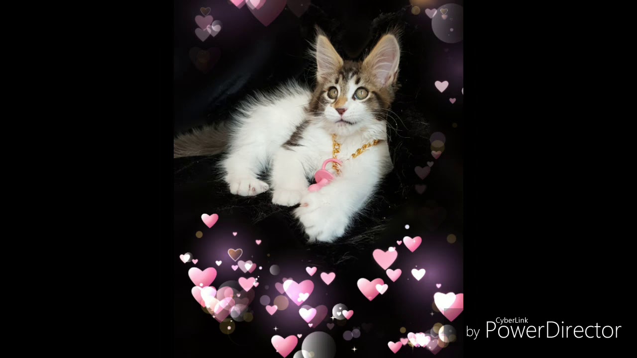 Гламуррррррные мейн кунята💕💕💕