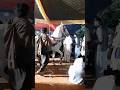 Gohra Dance Dhol Shehnai #dhol #shehnai #horse #youtubeshorts #short