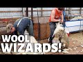 How, when & why we shear our sheep.  Vlog 235