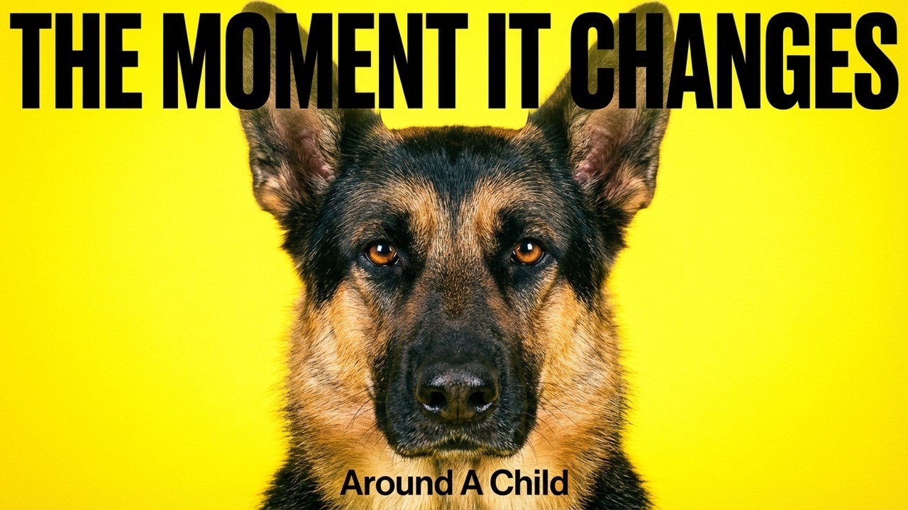 When a German Shepherd Realizes a Child Is Now Its Responsibility