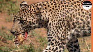 Young Leopard Kill An Impala Alone