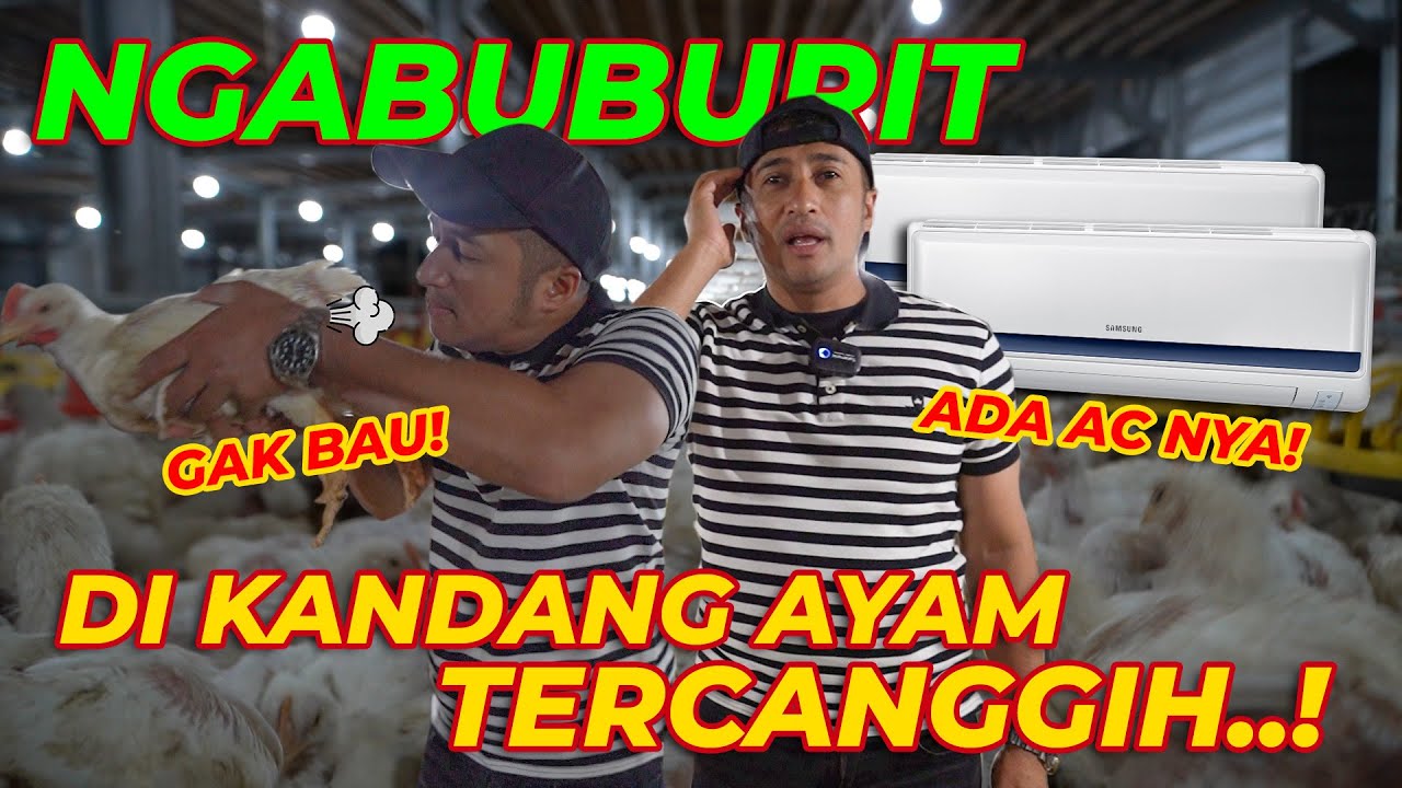 KANDANG AYAM RAKSASA TERCANGGIH..! ADEM BANGET ADA AC NYA..