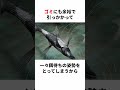 ヒレの使い方がおかしい「イトヒキイワシ」 #生き物 #2ch #動物 #2ch面白いスレ