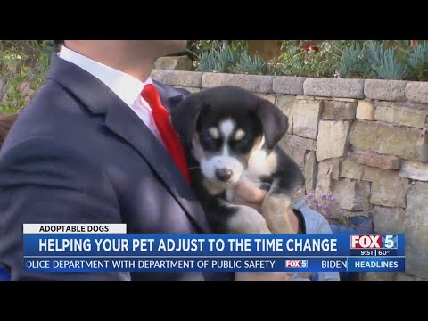 Homes Needed For 7 Husky Puppies Abandoned On Freeway