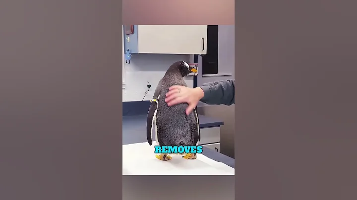 Why You Should Never Touch Penguins in Antarctica 🐧❄️
