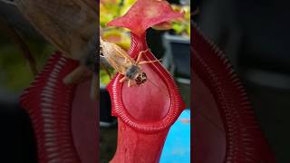 Feeding bugs to a tropical Pitcher Plant #carnivorousplant #plants
