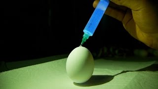 What Happens If You Inject Glow Stick Fluid In Egg?