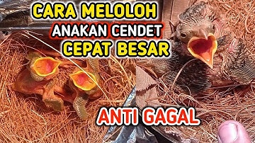 Cara Meloloh Anakan Cendet Biar Cepat Besar Anti Gagal