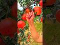 The Secret Journey of Gorgon Fruit to Fox Nuts #fruit #foxnuts #farming