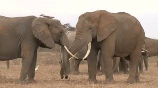 What Do Elephants in Your Dreams Mean? 🐘