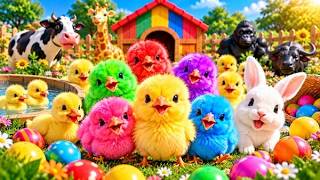Banyak Anak Ayam Warna Warni di Bawah Bakul, Anak Bebek Lucu, Telur Bebek