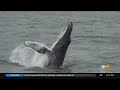 Humpback Whales Have Made A Comeback In New York City