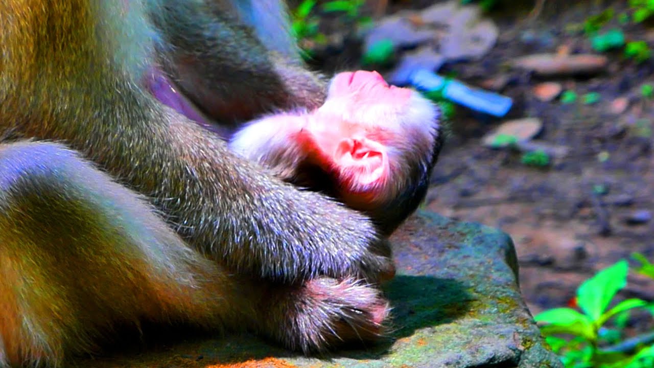 Primate baby monkey.../Please loves cute baby.../Best life monkey.../Sweetly video