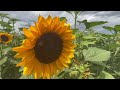 BlueRock Sunflower patch