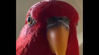 Красный Попугай Смеется 30 Минут
