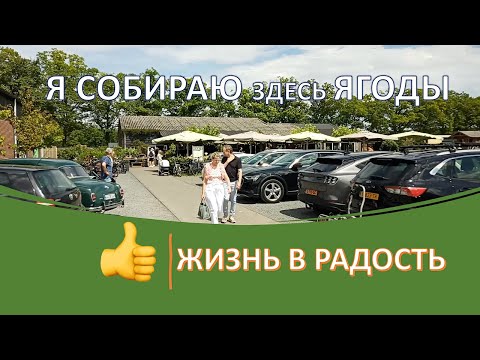 Собираю ягоды. Сезонная работа на полях в Нидерландах🇳🇱 Жизнь в радость. Баклажаны овощи на ужин