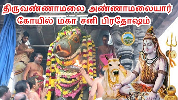 | மகா சனி பிரதோஷம் |அருள்மிகு அண்ணாமலையார் கோயில் பெரிய நந்தி |