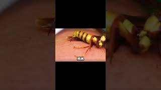 Stung by an executioner wasp! 😱 #shorts #wasp #animals #insects #painful