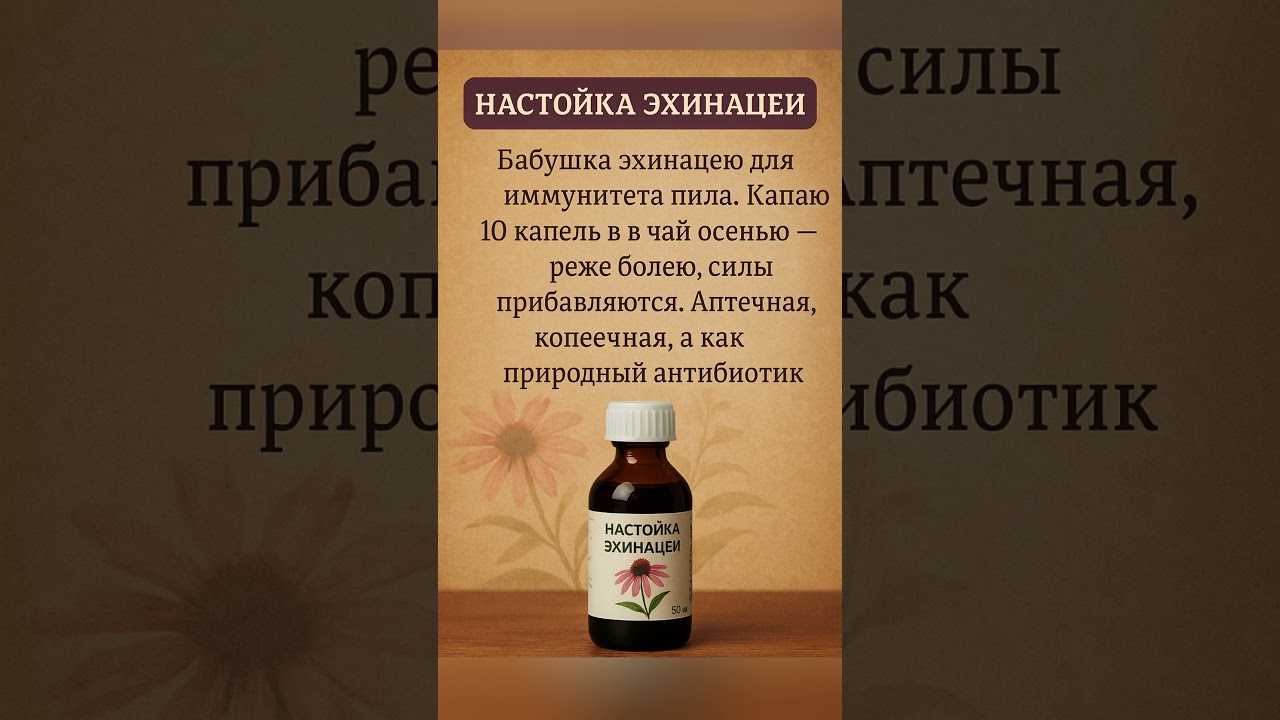 Настойка эхинацеи для иммунитета
