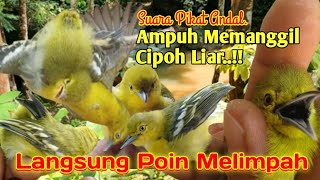 SUARA PIKAT,‼️ BURUNG CIPOH. COCOK UNTUK BURUNG CIPOH YANG SUSAH TURUN..