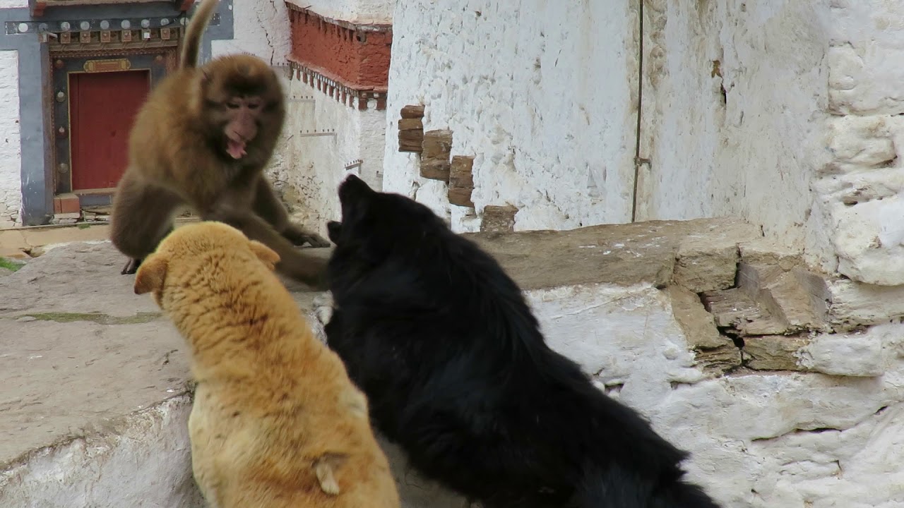 Dogs Protecting Dzong from Macaque 4, Bhutan