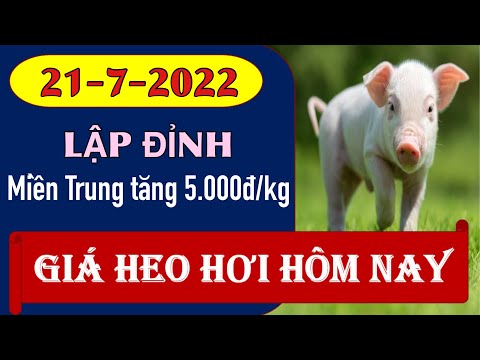 Video Giá heo hơi ngày hôm nay 21/7/2022 || Miền Trung đạt... - youtube