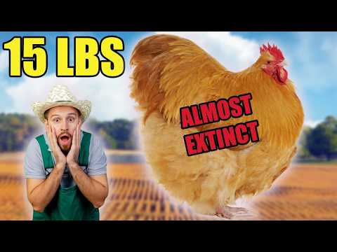 These 9 MONSTER Chickens Look Fake… But They Lay Eggs Almost Every Day