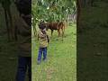 Meeting The Same Cow In Grandma S Place 🐠🥠❠️рџ рџ Є Meeting The Same Cow In Grandma S Place 🐠🥠❠️рџ рџ Є