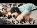 ウィルくんが猟犬だっただとっ!!!!!【訂正】キャバリアが猟犬ではなく、キャバリアの祖先が猟犬だった!!