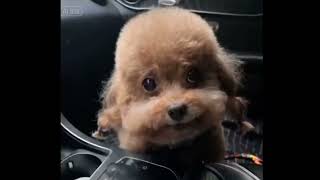 Dog Rapping In Chinese Meme