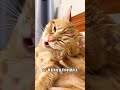 可爱猫咪深情舔主手足,快来一睹为快