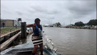 Catching 50+ mullet in one cast #fishing #castnetfishing #mullet #bait