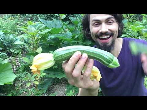 Wideo: Jak uprawiać cukinię cocozelle?