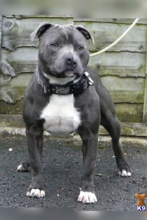 GREY ANGRY PITBULL DOG VIDEO AMERICAN BULLY DANGEROUS VIDEO - YouTube