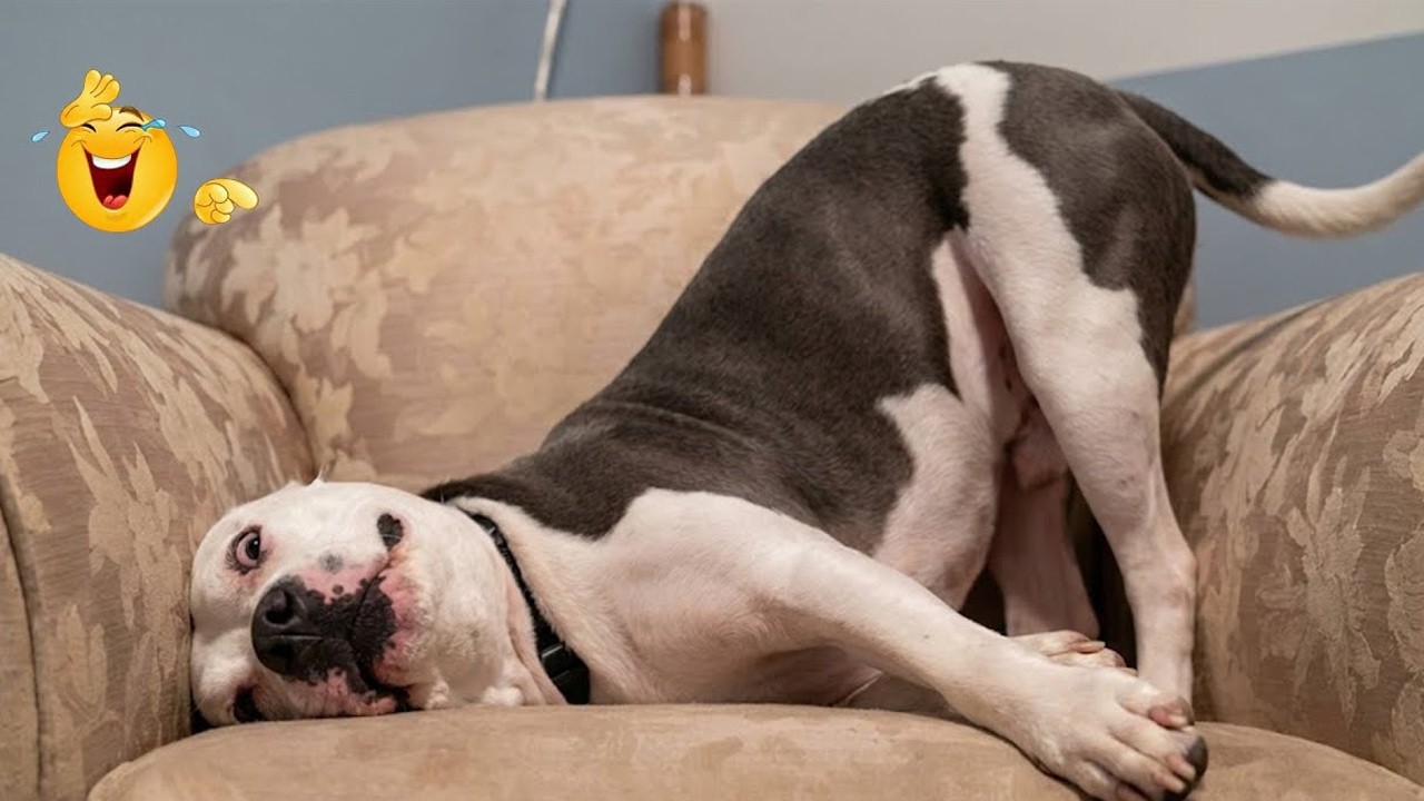 I’m 99.9% SURE You WON’T STOP LAUGHING 🤣 Funny Dog Moments 2026 #50