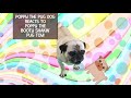 Poppy the Pug Dog Reacts to Poppy the Booty Shakin' Pug