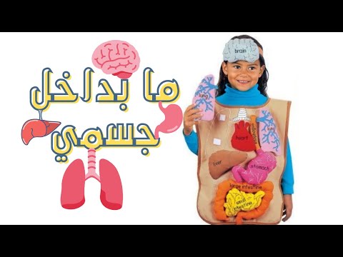 الأعضاء الداخلية لجسم الإنسان ووظائفها رحلة داخل جسمك