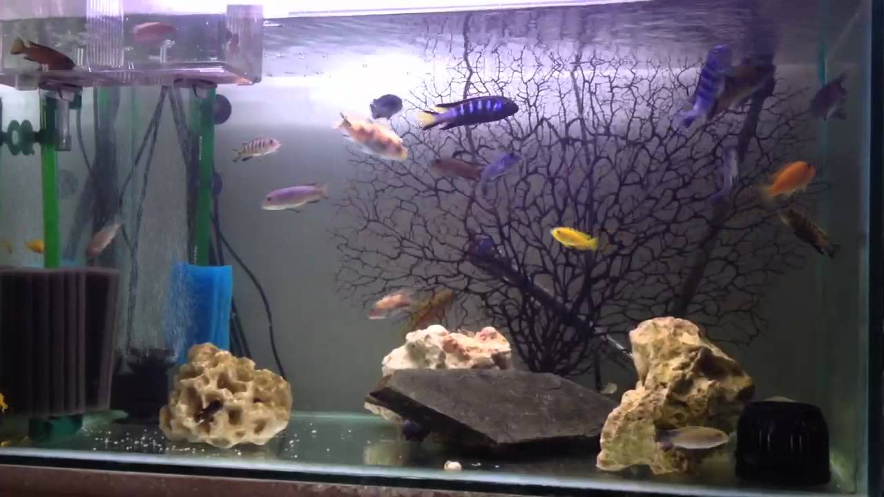 Philips Aquarium Water Purifier - YouTube