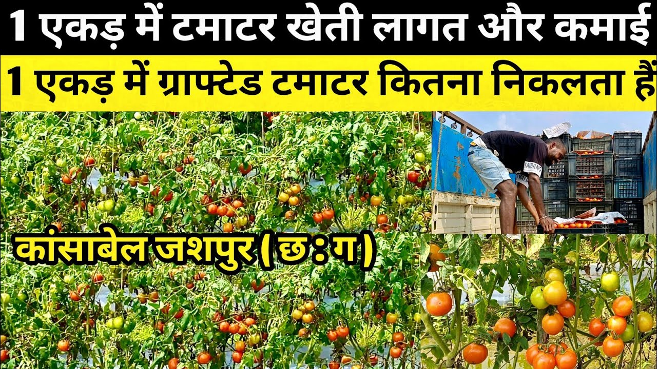 1 एकड़ में टमाटर की खेती 🍅 कितनी लागत और कितनी कमाई || 1 एकड़ में टमाटर कितना निकलता हैं #tamatar 