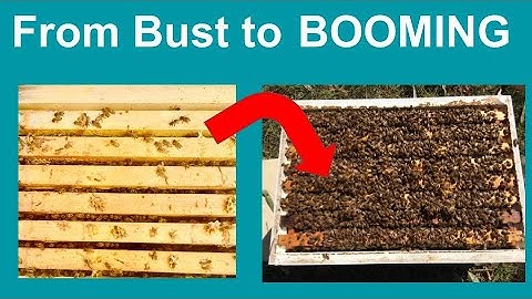 Spring Beekeeping: How to Equalize Your Hives