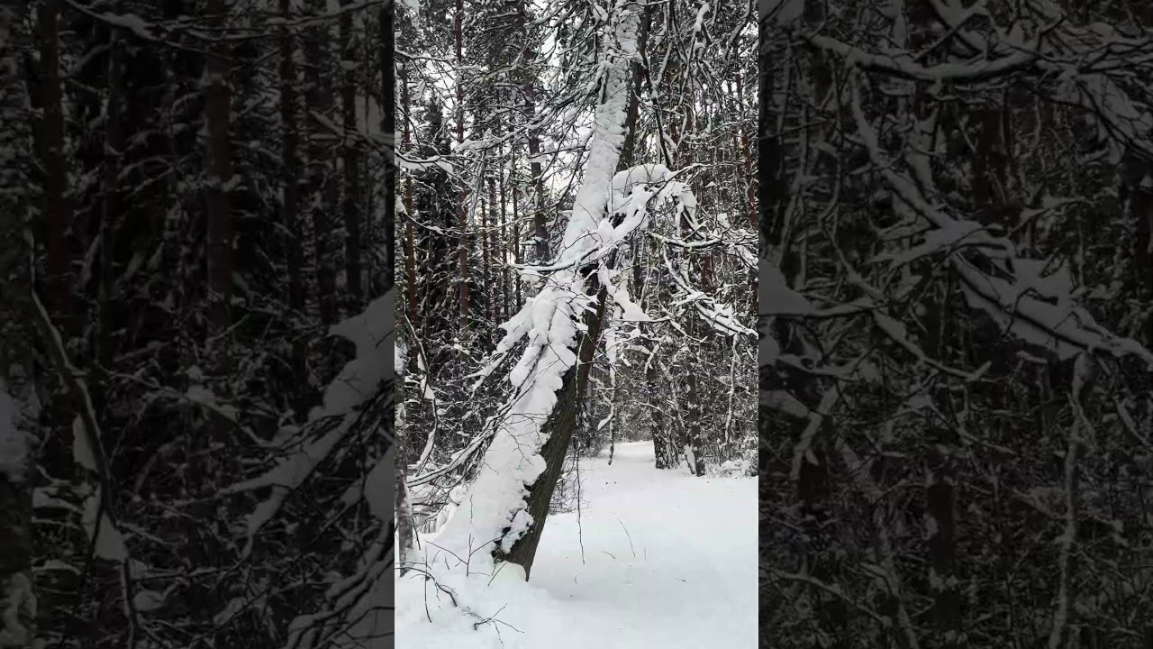 На лыжах в волшебном зимнем лесу