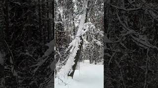 На лыжах в волшебном зимнем лесу